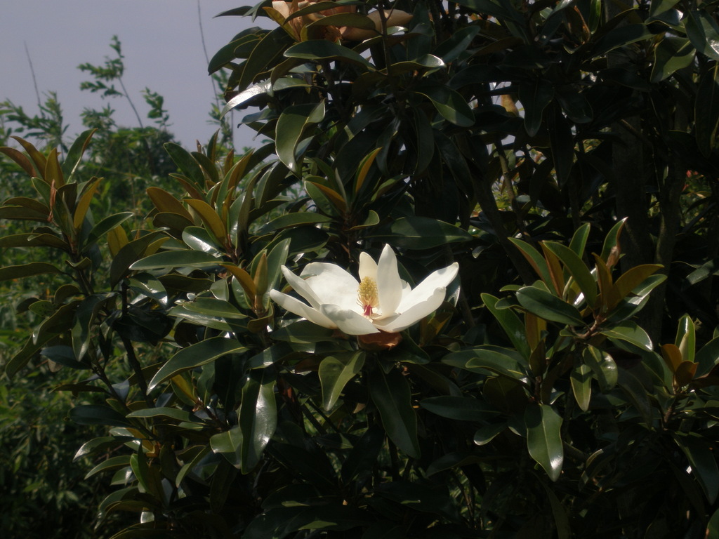 Image Hosted by ImageShack.us