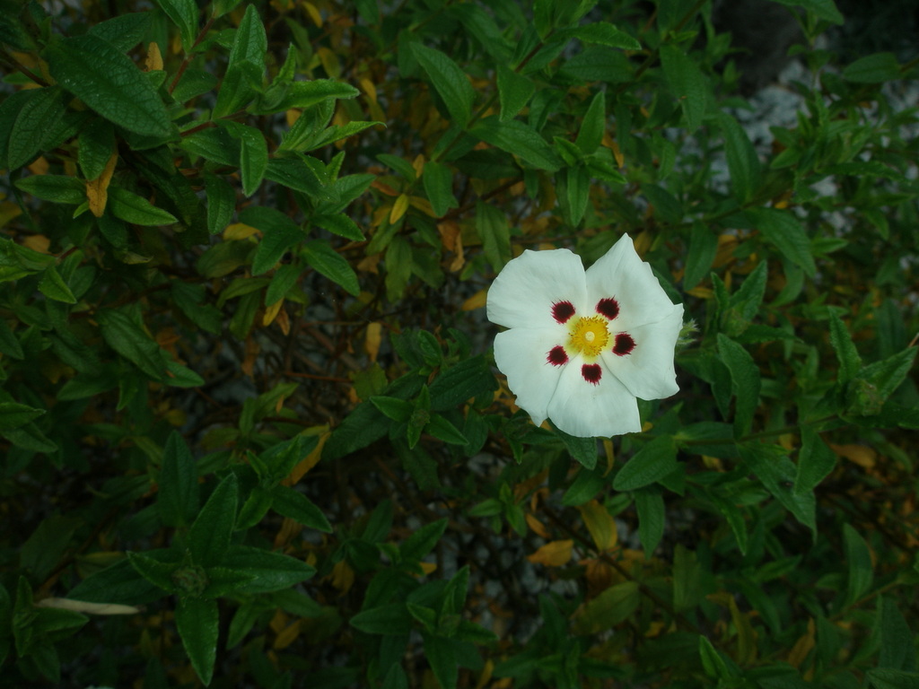 Image Hosted by ImageShack.us