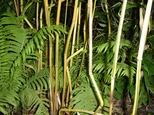 Image hosted by Photobucket.com