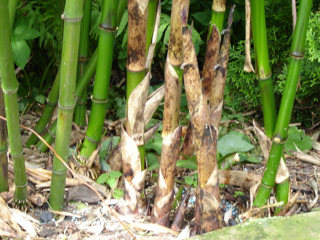 Image hosted by Photobucket.com