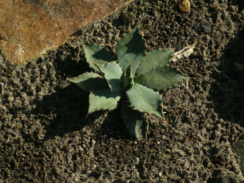 Image Hosted by ImageShack.us