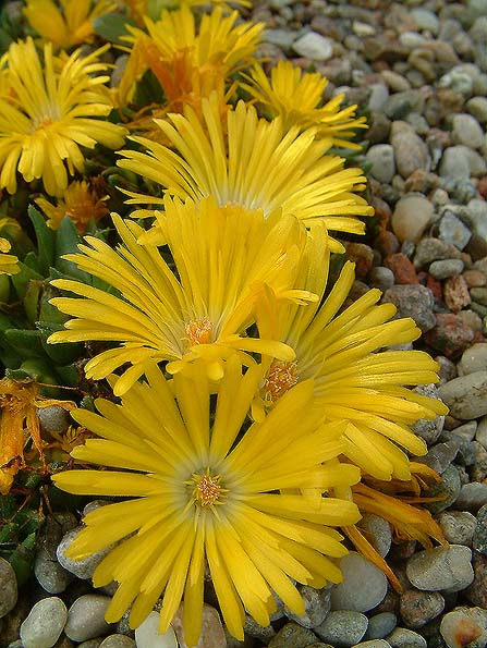 Image hosted by Photobucket.com