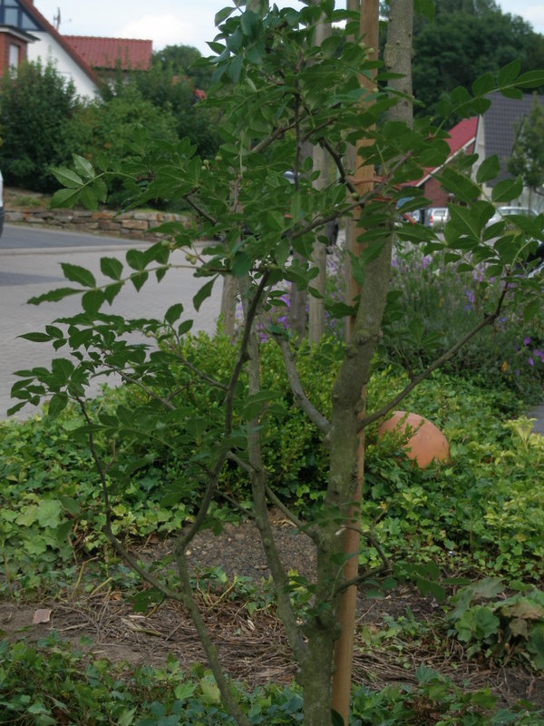 Image Hosted by ImageShack.us