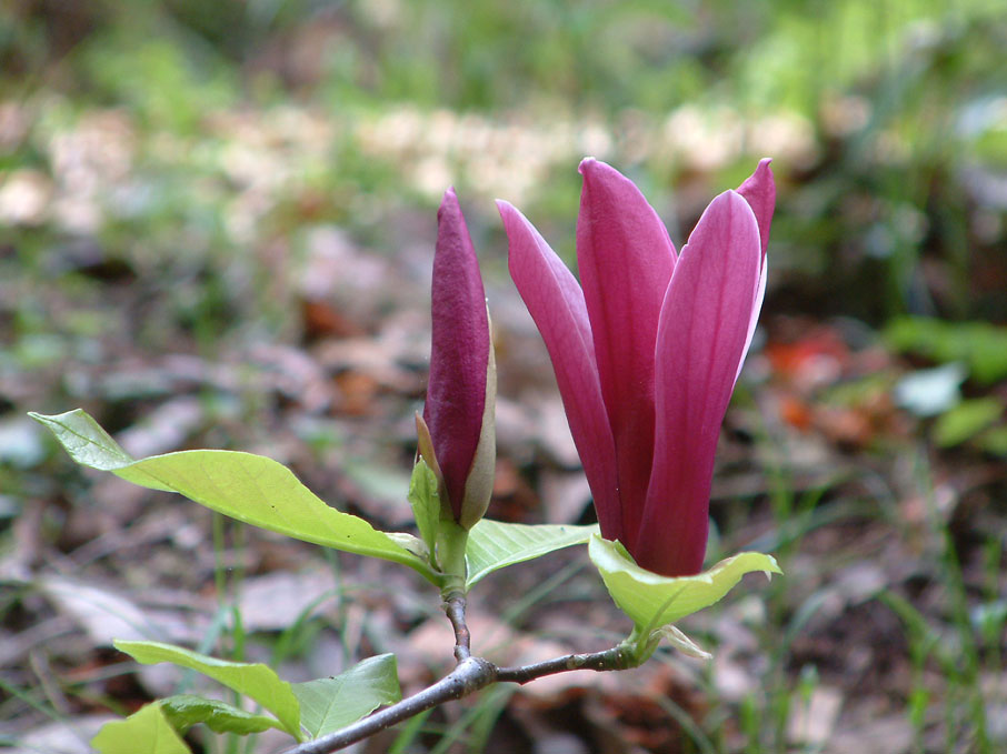 Image hosting by Photobucket