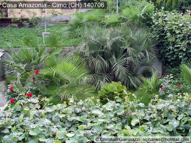 ><p>Auf der linken Bildseite ist eine Trachycarpus mit kriechendem Stamm zu erkennen; es soll sich um eine T. takil handelt, weist aber die Blattmerkmale nach O. Beccari nicht auf; eine T. fortunei ist es vermutlich aber auch nicht, die Blätter waren auf der Oberseite glänzend wie bei T. latisectus und nicht matt wie bei T. fortunei. Trachycarpus, eine Gattung mit vielen Fragen ...<br><img src=