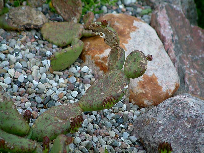 Image hosted by Photobucket.com