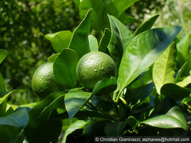 Image Hosted by ImageShack.us