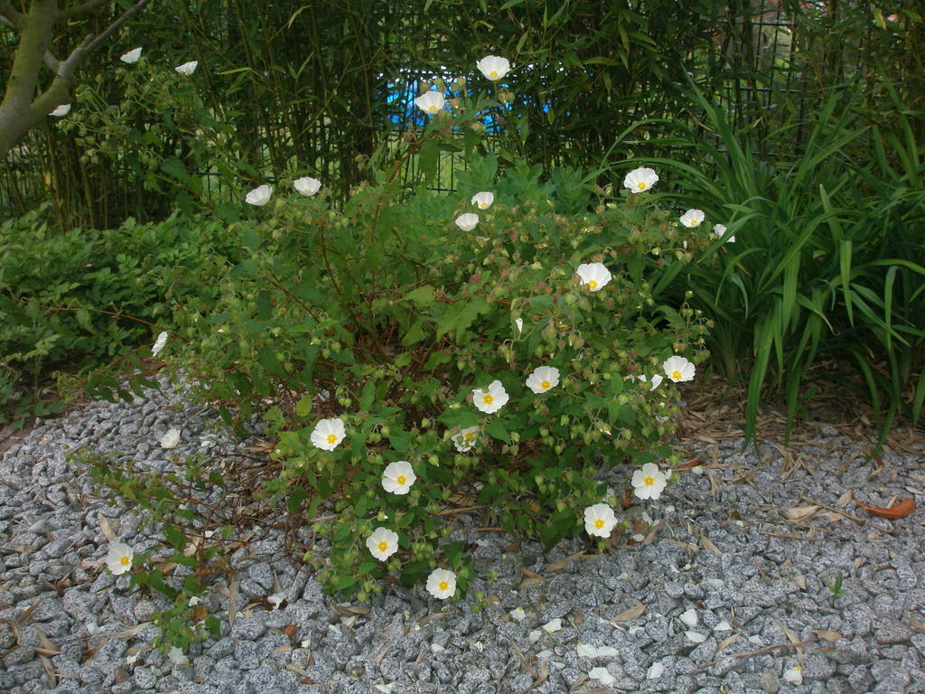 Image Hosted by ImageShack.us