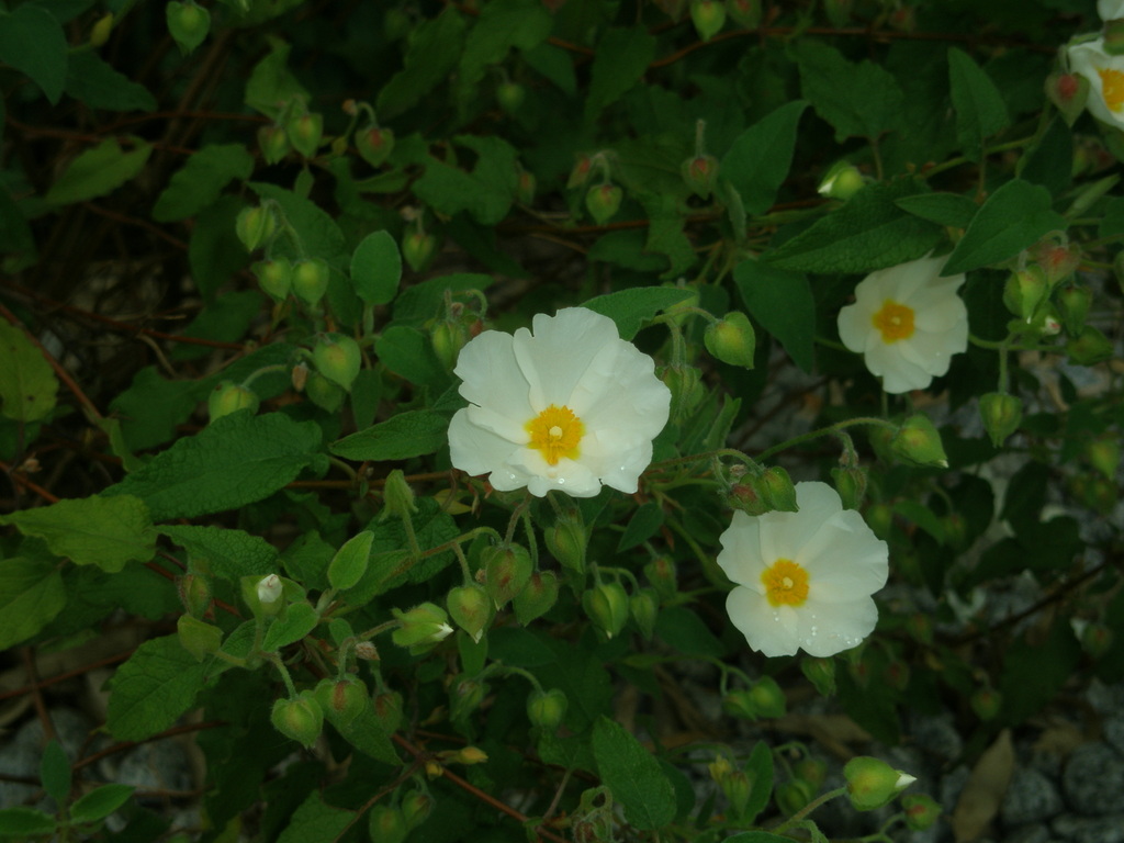 Image Hosted by ImageShack.us