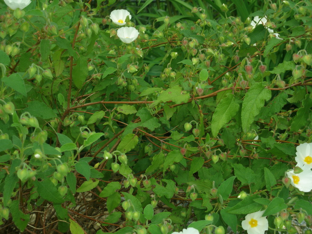 Image Hosted by ImageShack.us