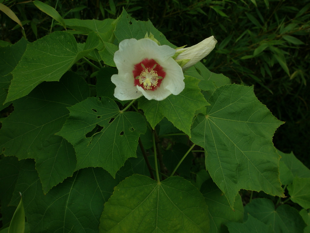 Image Hosted by ImageShack.us