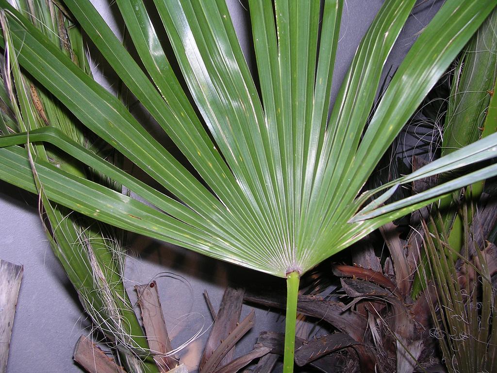 Image hosted by Photobucket.com