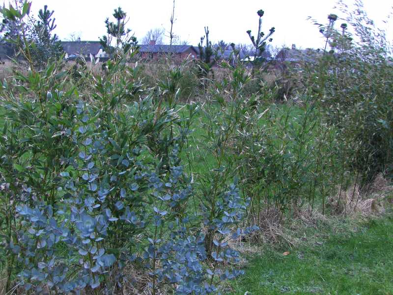 Image Hosted by ImageShack.us