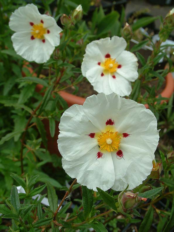 Image hosted by Photobucket.com