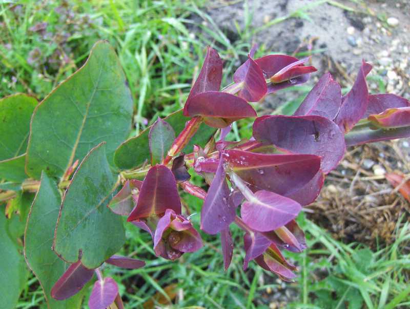 Image Hosted by ImageShack.us