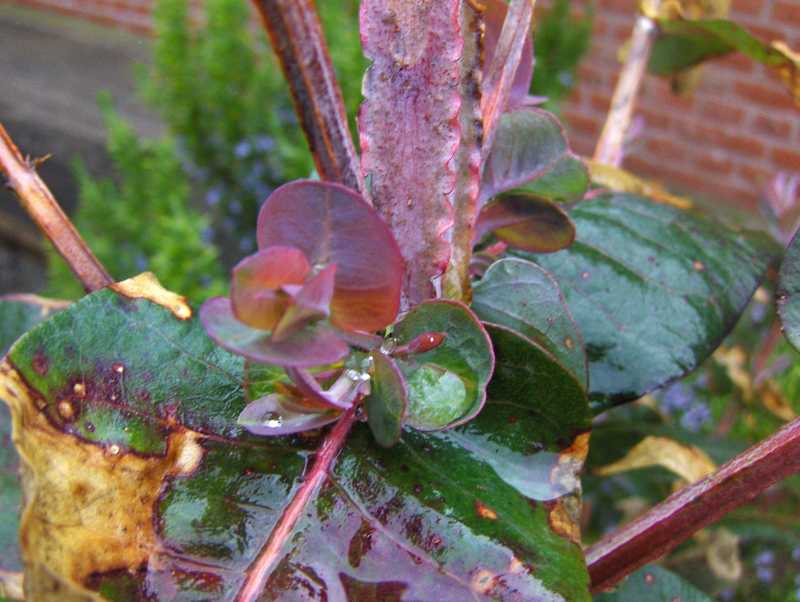 Image Hosted by ImageShack.us