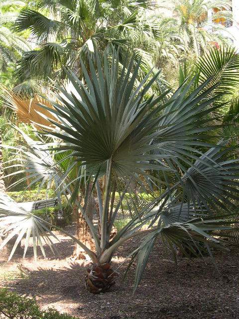 Image hosted by Photobucket.com