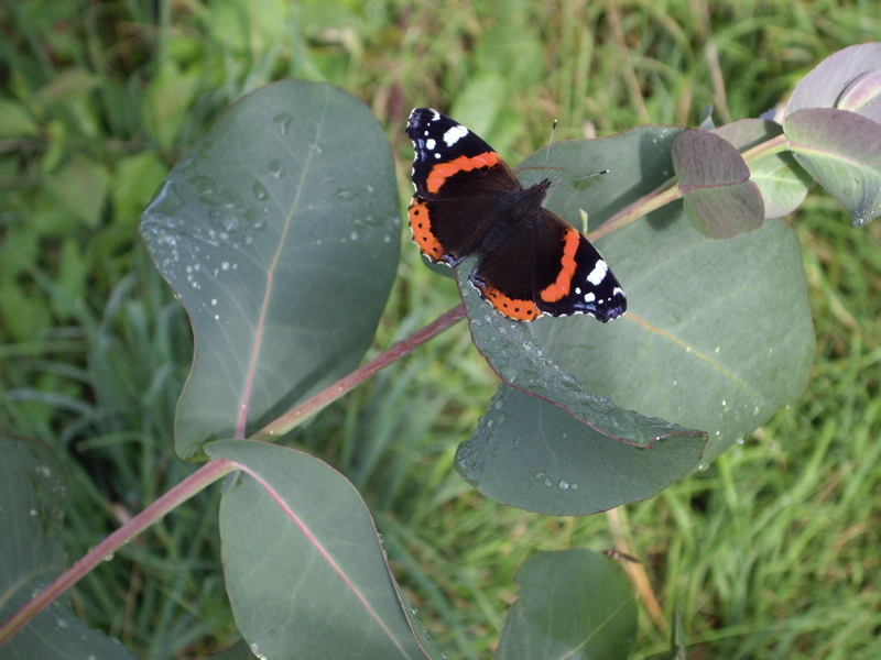 Image Hosted by ImageShack.us