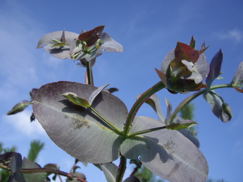 Image Hosted by ImageShack.us