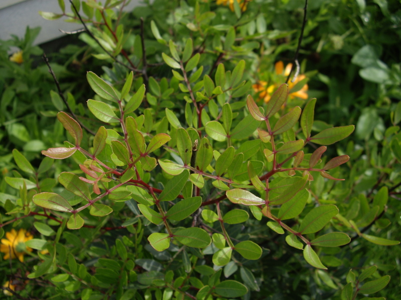 Image Hosted by ImageShack.us