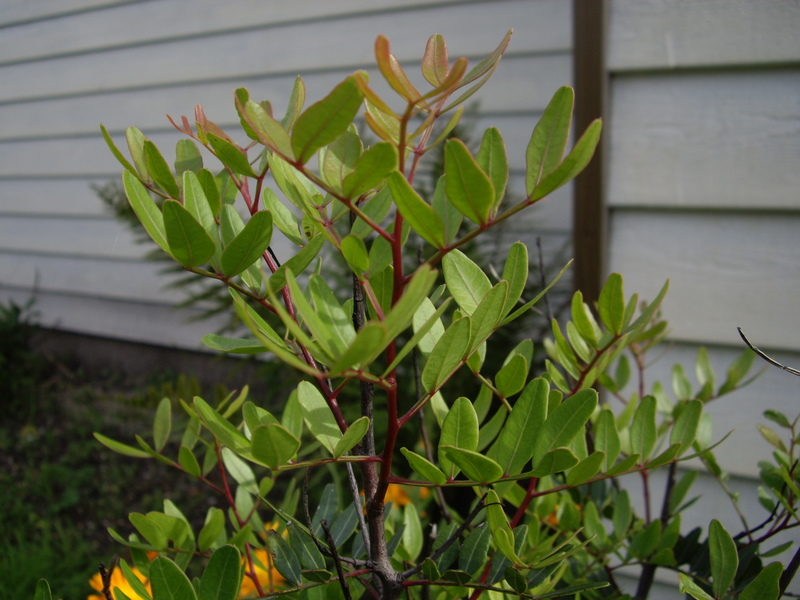 Image Hosted by ImageShack.us