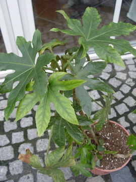 Photobucket - Video and Image Hosting