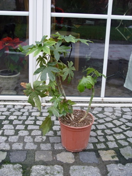 Photobucket - Video and Image Hosting