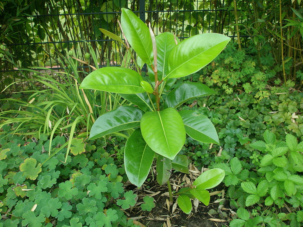 Image Hosted by ImageShack.us