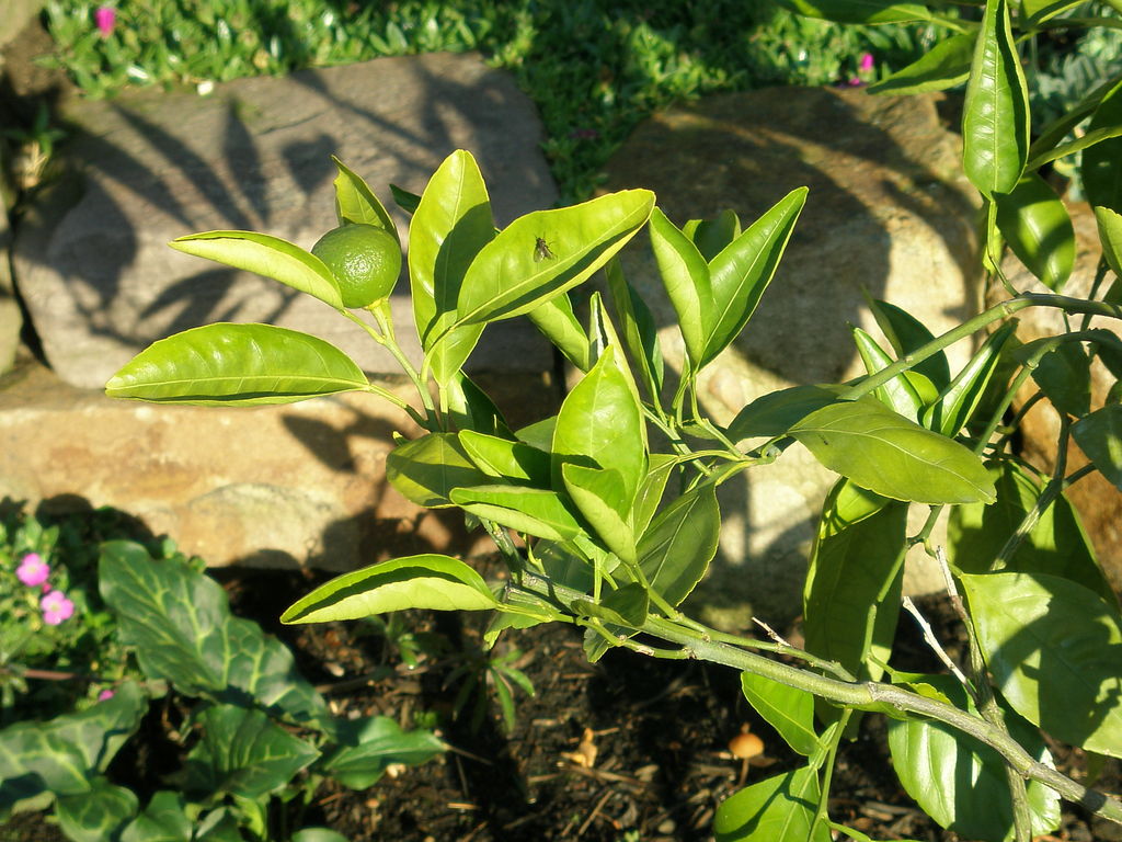 Image Hosted by ImageShack.us