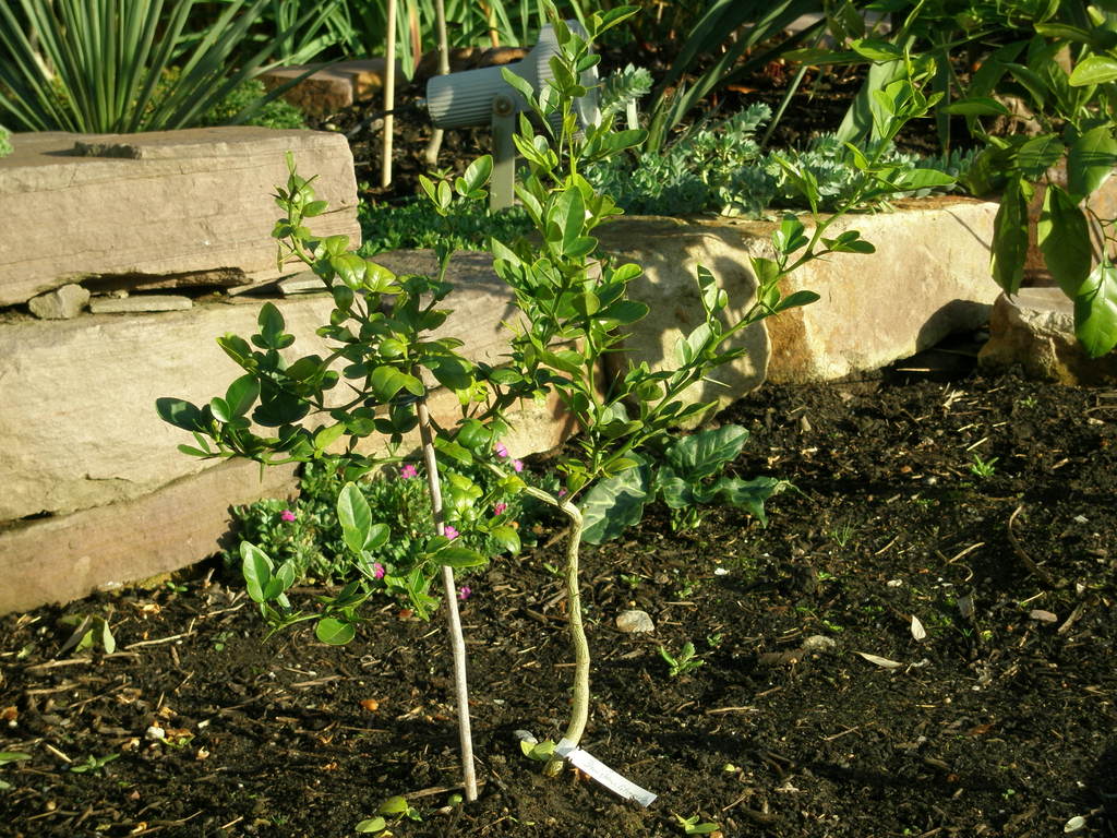 Image Hosted by ImageShack.us