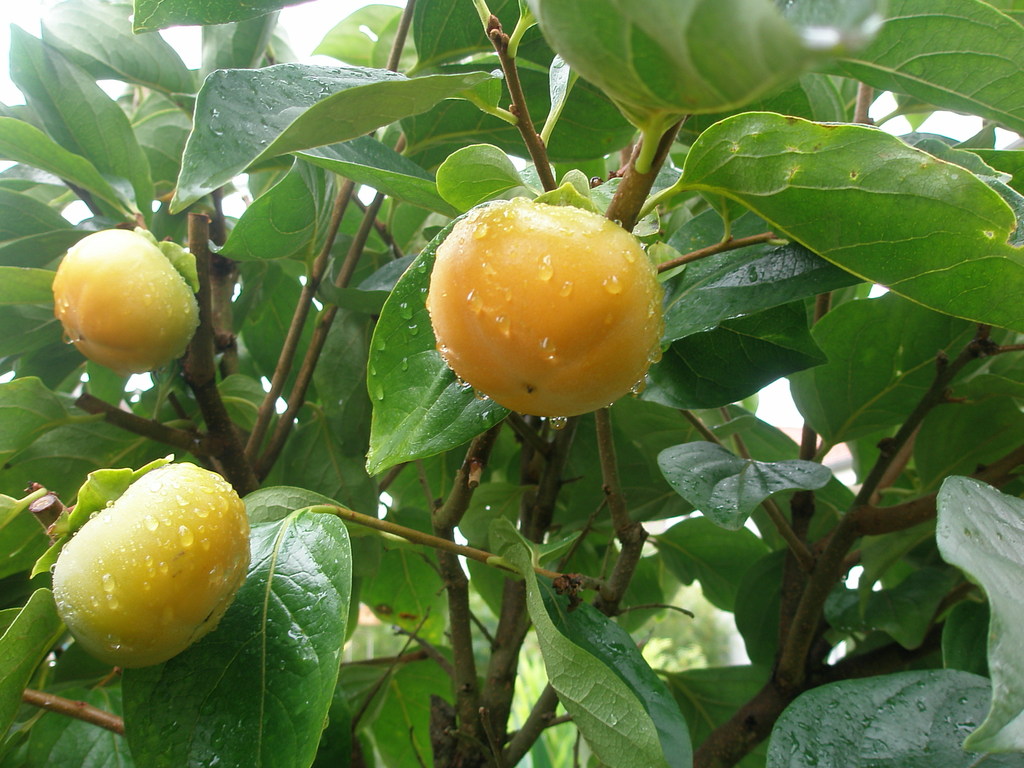 Image Hosted by ImageShack.us