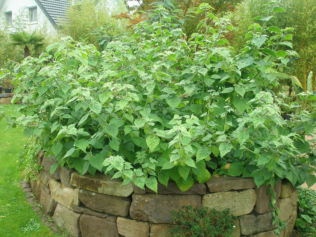 Image Hosted by ImageShack.us