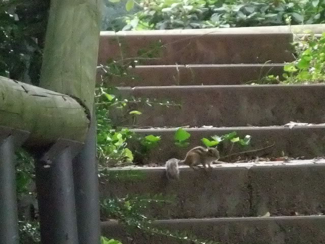 Streifenh&ouml;rnchen