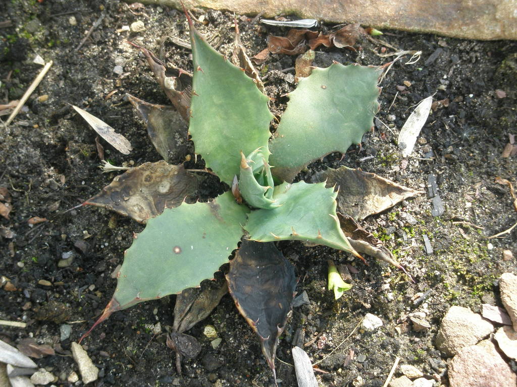 Image Hosted by ImageShack.us