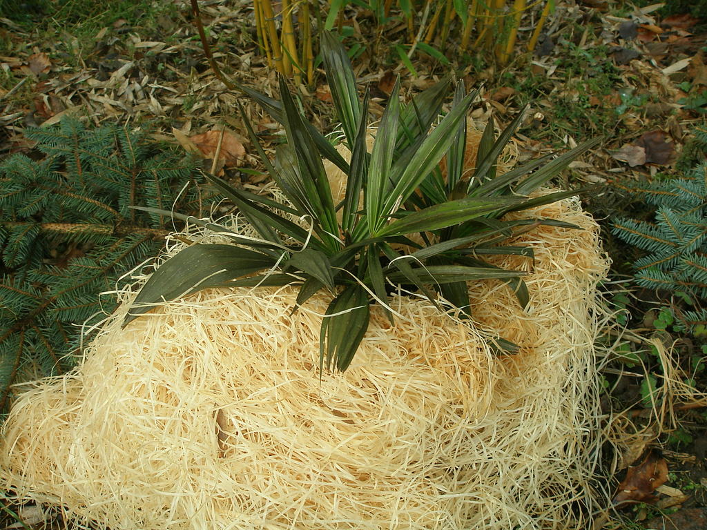 Image Hosted by ImageShack.us