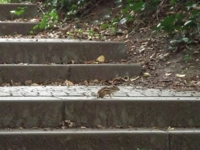 Streifenh&ouml;rnchen