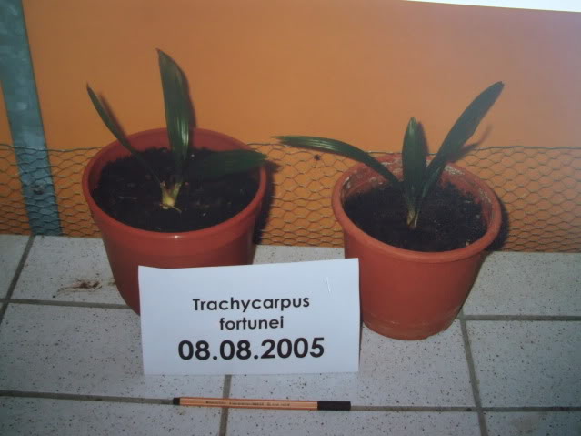 Trachy 2005 photo TrachySiesmeyer.jpg