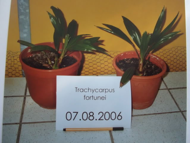 Trachy 2006 photo TrachySiesmeyer2.jpg